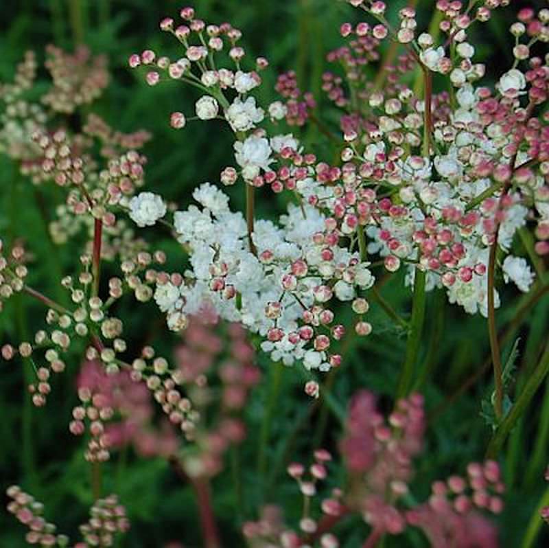  Gefülltblühendes Kleines Mädesüß - Filipendula Vulgaris
