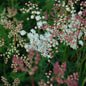  Gefülltblühendes Kleines Mädesüß - Filipendula Vulgaris