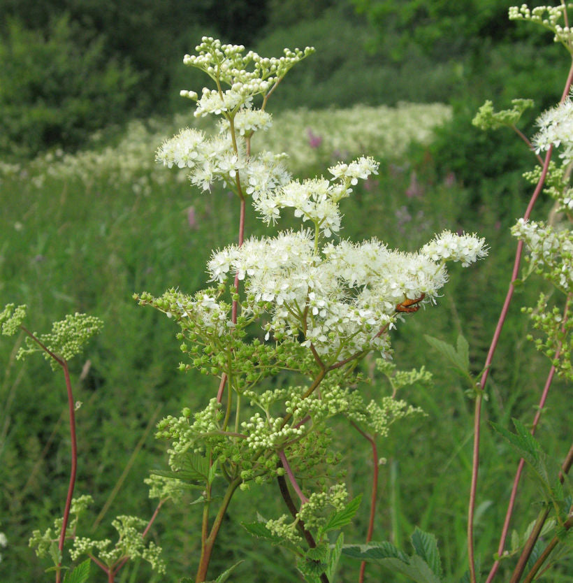  Mädesüß - Filipendula Ulmaria
