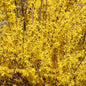  Forsythie Mindor 60-80cm - Forsythia