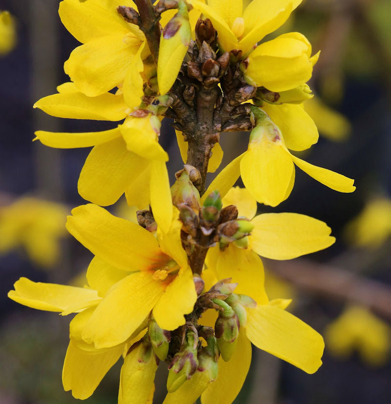  Hochstamm Forsythie Week End® 80-100cm - Forsythia Intermedia