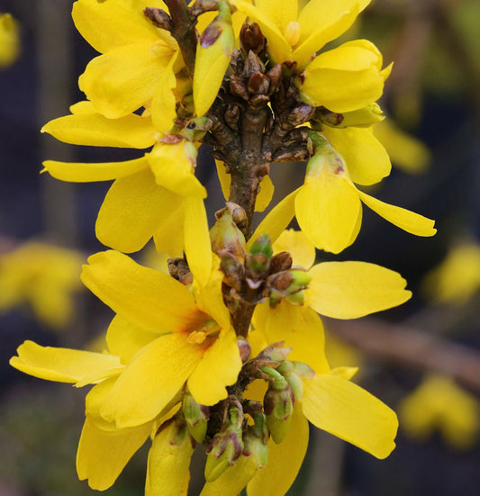  Forsythie Week End® 125-150cm - Forsythia Intermedia