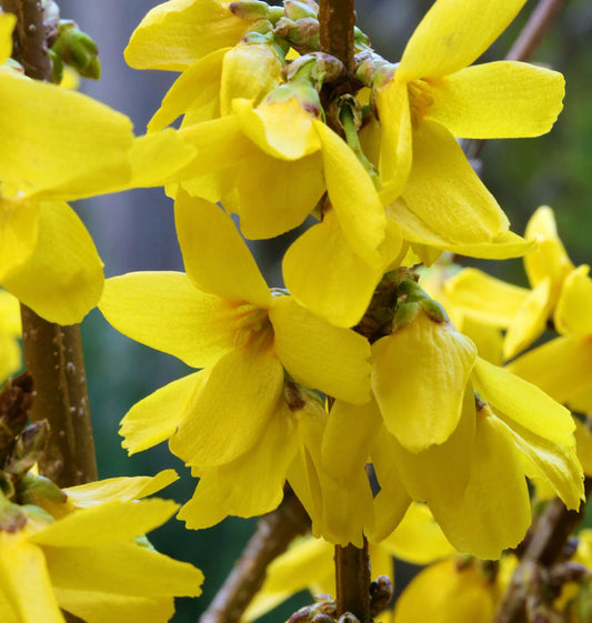  Forsythie Goldrausch 60-80cm - Forsythia Goldrausch