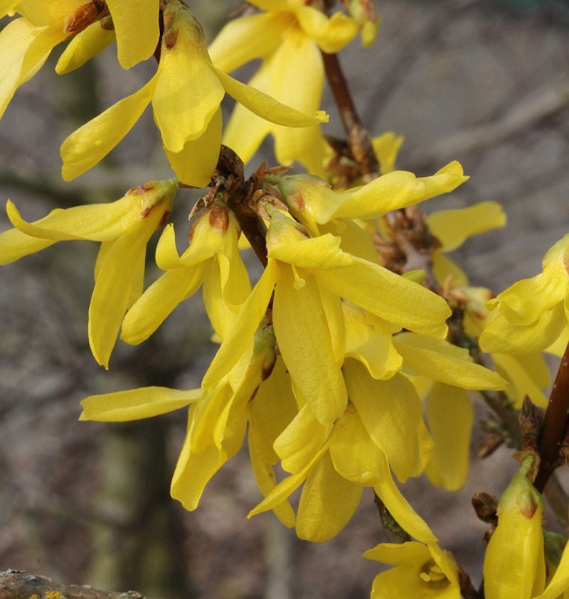  Zwerg Forsythie Nimbus 30-40cm - Forsythia Intermedia