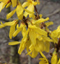  Zwerg Forsythie Nimbus 30-40cm - Forsythia Intermedia