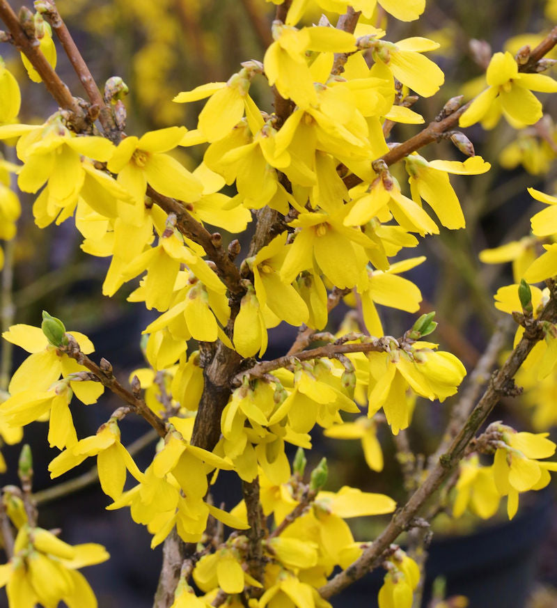  Forsythie Lynwood 40-60cm - Forsythia