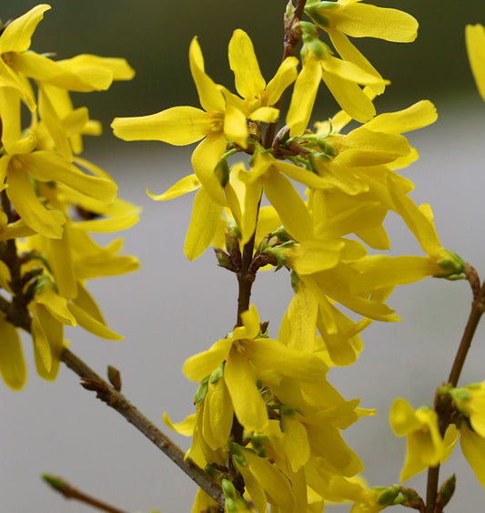  Goldglöckchen Spectabilis® 40-60cm - Forsythia Intermedia