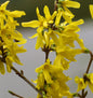  Goldglöckchen Spectabilis® 125-150cm - Forsythia Intermedia
