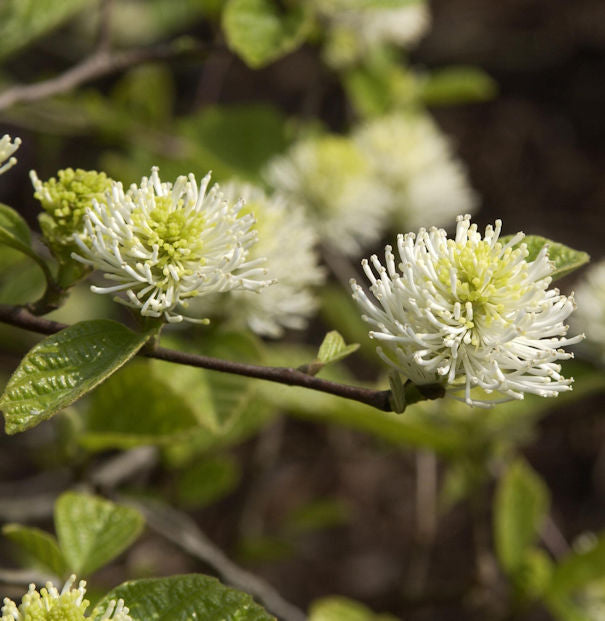  Zwerg Federbuschstrauch 40-60cm - Fothergilla Gardenii