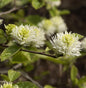  Zwerg Federbuschstrauch 40-60cm - Fothergilla Gardenii