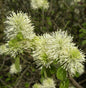  Großer Federbuschstrauch 40-60cm - Fothergilla Major