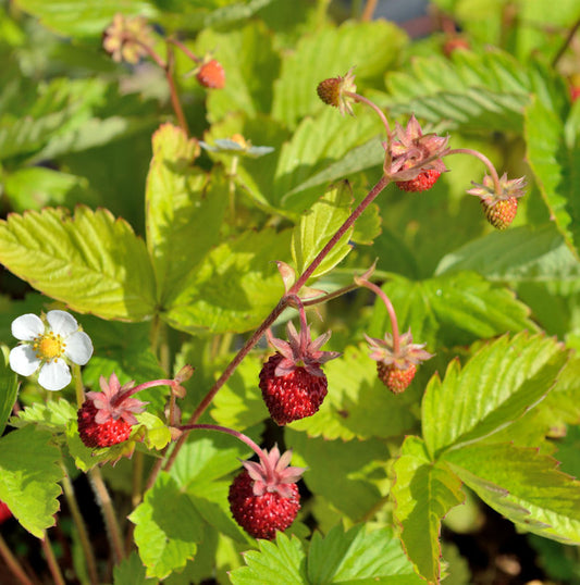  Walderdbeere Alexandria - Fragaria Vesca