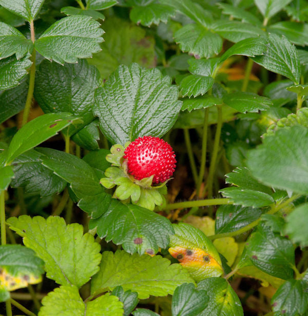  Teppich Erdbeere - Fragaria Chiloensis
