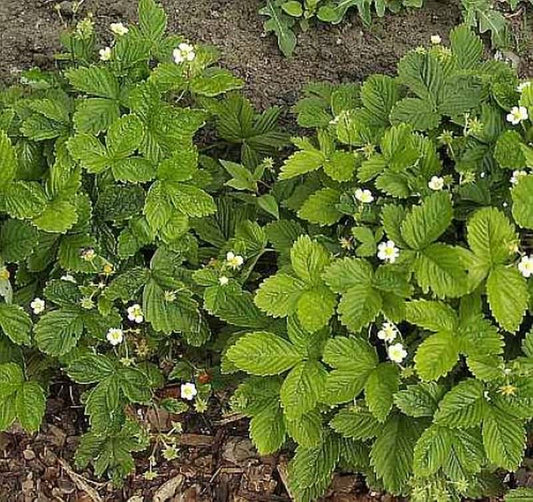  Garten Erdbeere Elsantha - Fragaria Ananassa