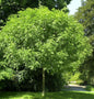  Hochstamm Kugel Esche Grüne Kugel 80-100cm - Fraxinus