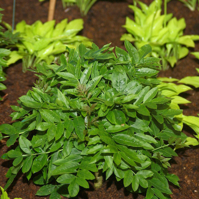  Hochstamm Zwerg Esche Abiona 20-30cm - Fraxinus Exelsior