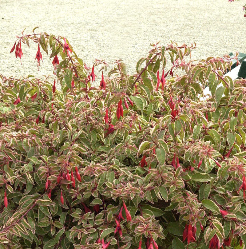  Fuchsie Tom West - Großer Topf - Fuchsia Culturum