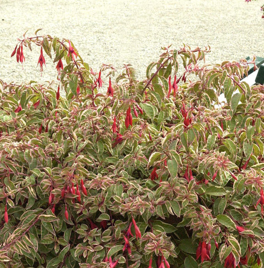  Fuchsie Tom West - Großer Topf - Fuchsia Culturum