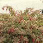 Fuchsie Tom West - Großer Topf - Fuchsia Culturum