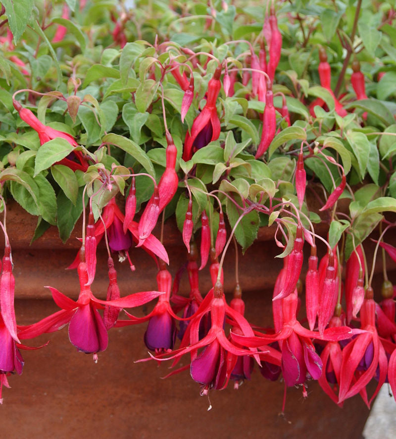  Fuchsie Georg - Fuchsia Magellanica