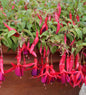  Fuchsie Georg - Fuchsia Magellanica