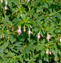  Fuchsie Alba - Fuchsia Magellanica