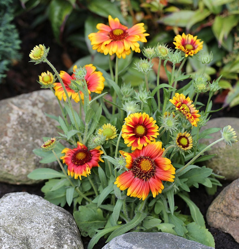  Kokardenblume Arizona Sun - Gaillardia Aristata