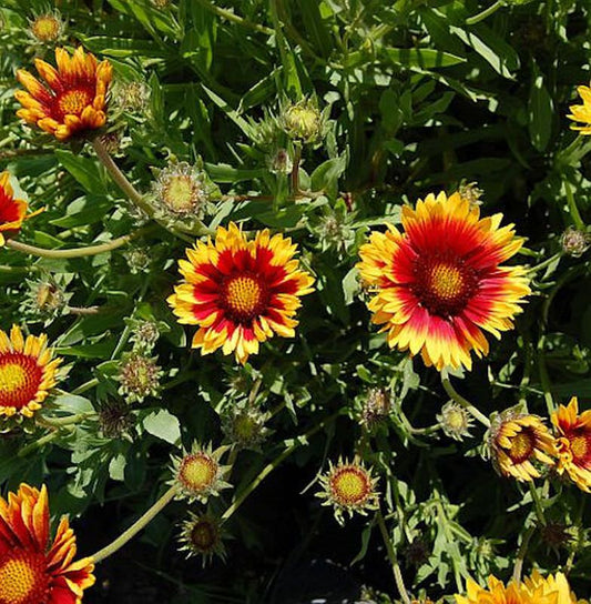  Korkadenblume Bremen - Gaillardia Aristata