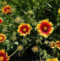  Korkadenblume Bremen - Gaillardia Aristata