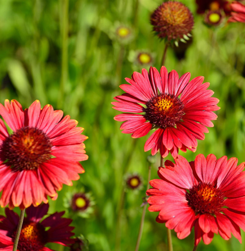  Korkadenblume Burgunder - Gaillardia Aristata