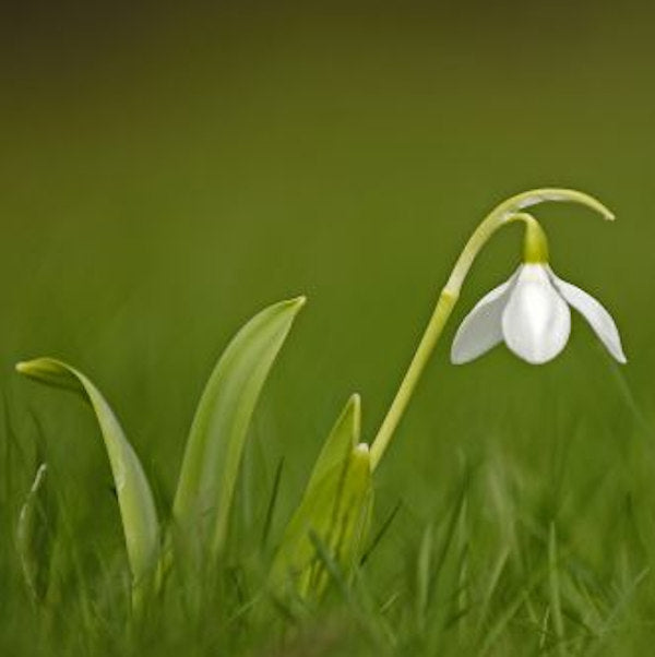  Großblütiges Schneeglöckchen - Galanthus Elwesii