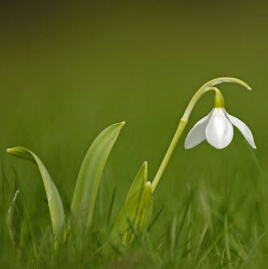  Großblütiges Schneeglöckchen - Galanthus Elwesii