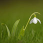  Großblütiges Schneeglöckchen - Galanthus Elwesii