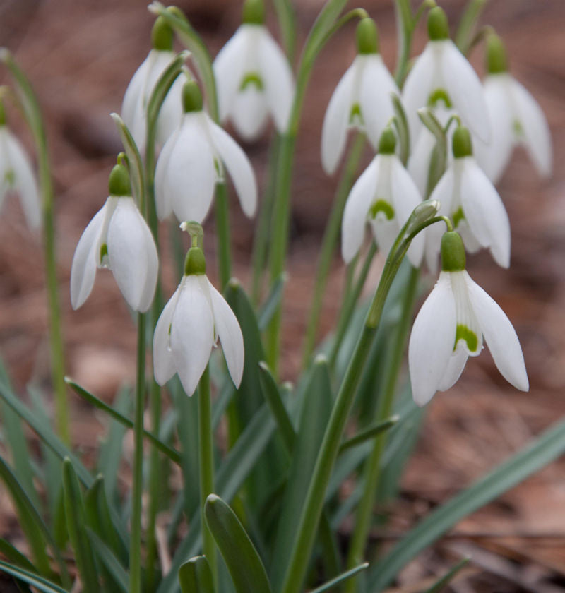 Schneeglöckchen - Galanthus Nivalis