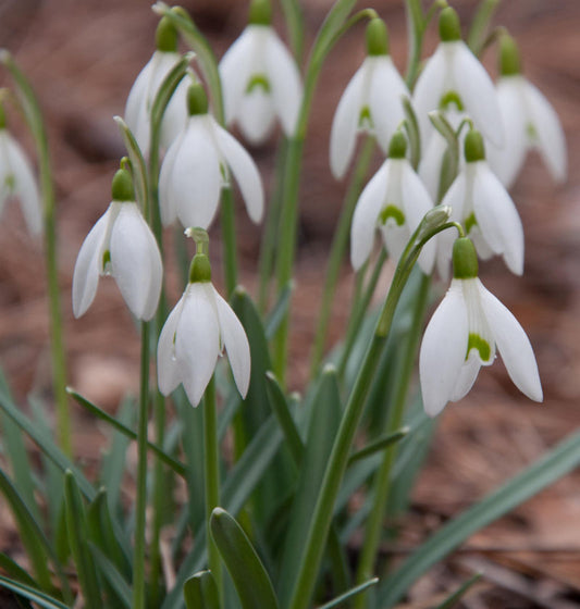  Schneeglöckchen - Galanthus Nivalis