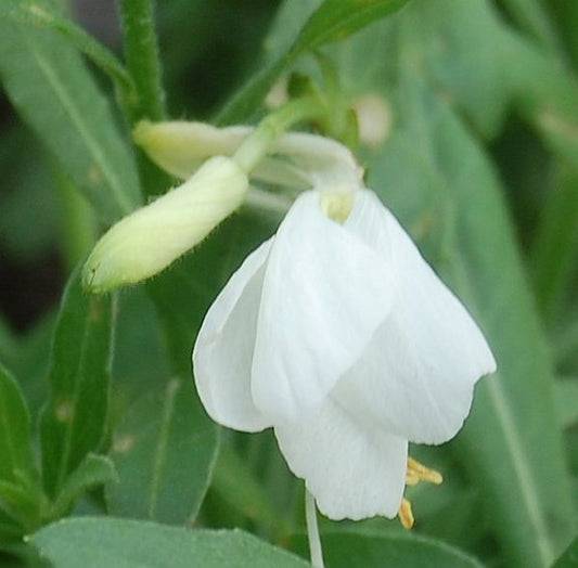  Prachtkerze Geyser White - Gaura Lindheimeri