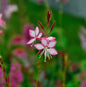  Prachtkerze Rosy Jane - Gaura Lindheimeri