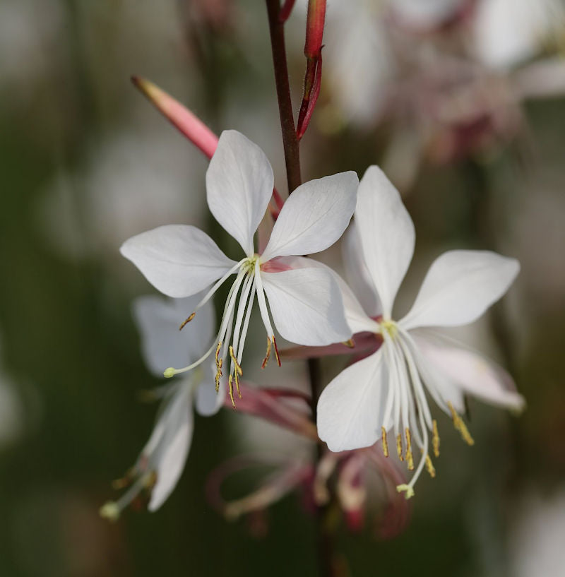  Prachtkerze Whirling Butterflies - Gaura Lindheimeri
