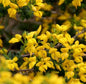  Englischer Ginster 20-30cm - Genista Anglica