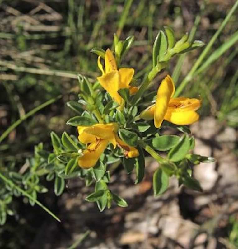  Heideginster 20-30cm - Genista Pilosa
