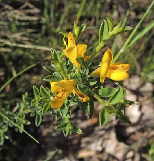  Heideginster 20-30cm - Genista Pilosa