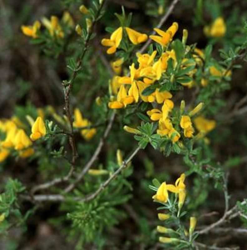  Sandginster Goldilocks 20-30cm - Genista Pilosa