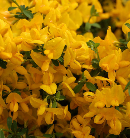  Sandginster Lemon Spreader 20-30cm - Genista Pilosa