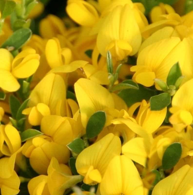  Sandginster Minor 20-30cm - Genista Pilosa