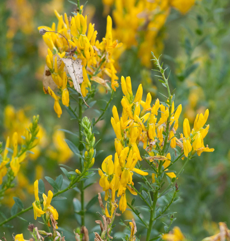  Färberginster Humifusa 20-30cm - Genista Tinctoria