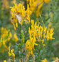  Färberginster Humifusa 20-30cm - Genista Tinctoria
