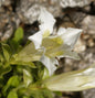  Schwalbenwurz Enzian Alba - Gentiana Asclepiadea