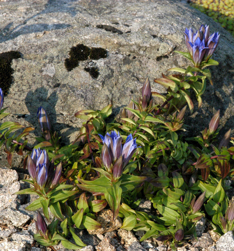  Kreuzenzian Blue Cross - Gentiana Cruciata