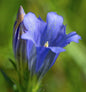  Enzian Blauer Herold - Gentiana Paradoxa