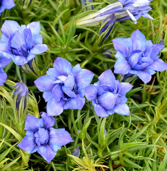  Herbstenzian Eugens Allerbester - Gentiana Sino-ornata